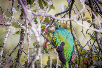 Resplendent quetzal, pharomachrus mocinno. Birds of Costa Rica. San Gerardo de Dota