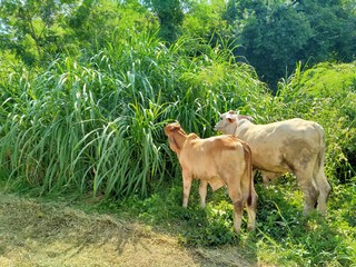 cow in field