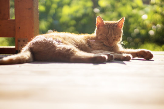 ginger cat lying and resting outside on terrace, sunny day