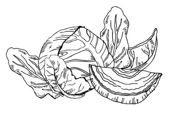 Group of cabbages and leaves. Hand drawn vector outline illustration