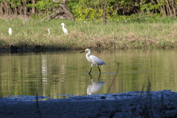 white heron in a brazilian swamp