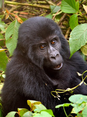 A baby mountain gorilla feeds in Bwindi Impenetrable Forest.
