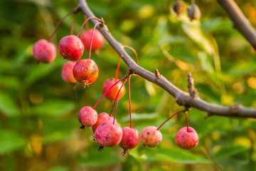 Small fruits ripe red apples on the tree