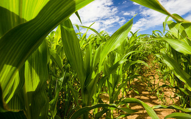 Obraz premium completely filled with corn