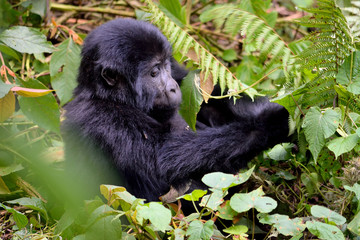 A baby mountain gorilla feeds in Bwindi Impenetrable Forest.