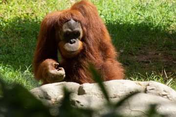 Orangutan Smiling