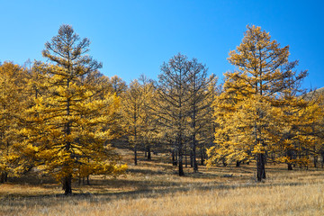 yellow larch forest in autumn