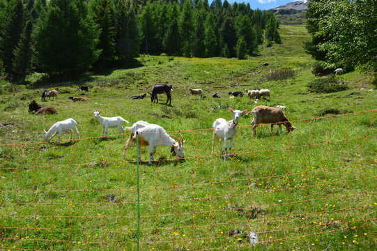 Caprette Images – Browse 251 Stock Photos, Vectors, and Video | Adobe Stock