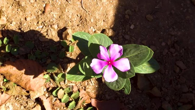 Tiny pink flower in the wind and shadow in the Summer.