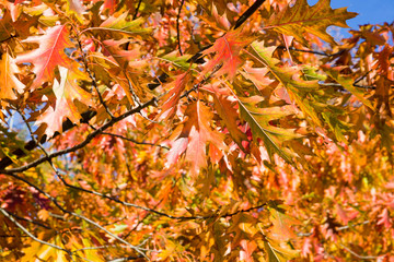 beautiful reddening oak foliage