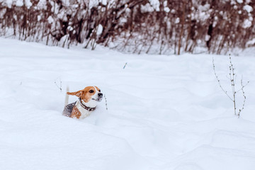 Beagle dog on a walk in the winter forest. Dog on a winter hunt. A hunting dog runs through a snowy park in cold weather.
