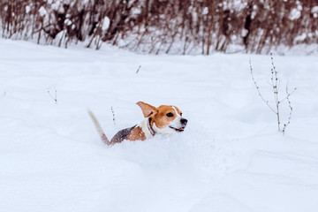 Beagle dog on a walk in the winter forest. Dog on a winter hunt. A hunting dog runs through a snowy park in cold weather.