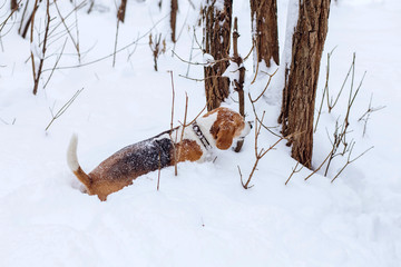 Beagle dog on a walk in the winter forest. Dog on a winter hunt. A hunting dog runs through a snowy park in cold weather.