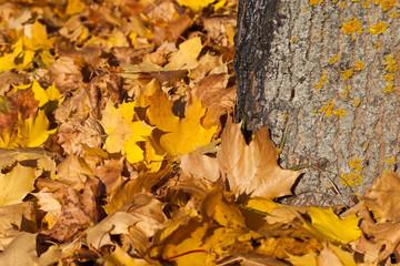 dried and fallen foliage