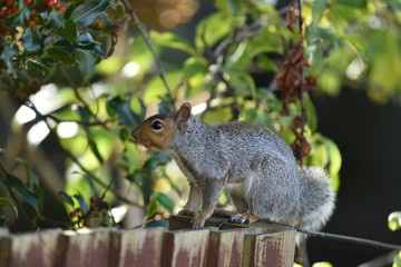 grey squirrel 