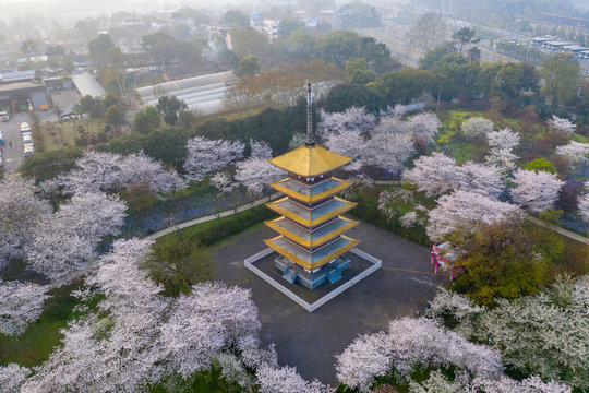 Wuhan East Lake Sakura Garden.This time is the cherry sakura blossom season. For travel around Wuhan