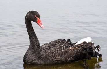 Obraz premium black swans from Rotorua new zealand