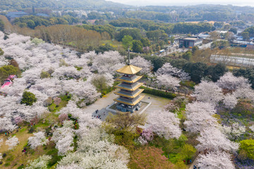 Wuhan East Lake Sakura Garden.This time is the cherry sakura blossom season. For travel around Wuhan
