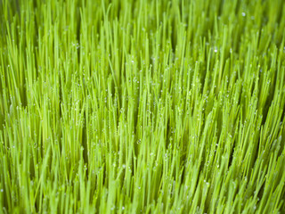 Obraz na płótnie Canvas Sprouted grass. Healthy food. Close-up. Living Natural Nutrition Supplements
