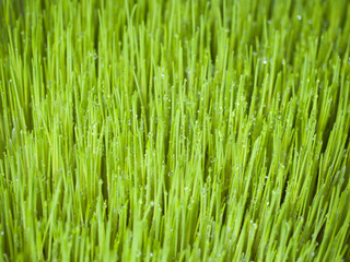 Sprouted grass. Healthy food. Close-up. Living Natural Nutrition Supplements