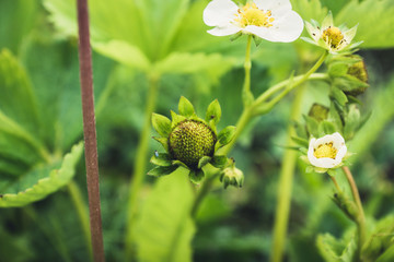 Blooming strawberry plant in the garden. Selective focus.