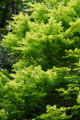 Obraz premium 楓の新緑