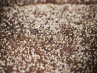 Seeds of cultivated plants. Close-up. Living Natural Nutrition Supplements