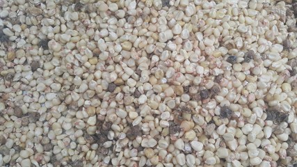 Closeup selectively focues view of jowar (Sorghum) arrange as background