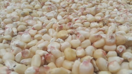 Closeup selectively focues view of jowar (Sorghum) arrange as background