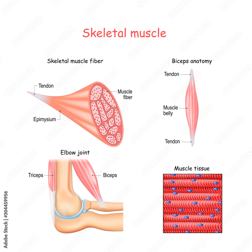 Poster Structure of skeletal muscle fibers. Biceps and Triceps anatomy.