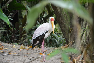 Naklejka premium stork