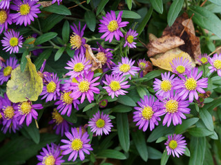 Aster ageratoides 'Ezo Murasaki' ou aster tardif et sauvage d'automne, couvre-sol et touffe...