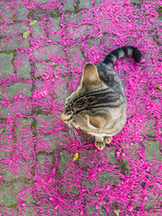 Cat's head, top view. The cat is sitting on pink petals.