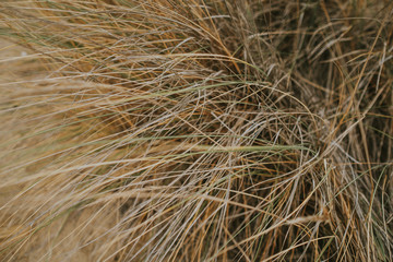 dry grass