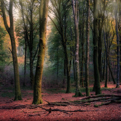 Naklejka premium autumn forest trees