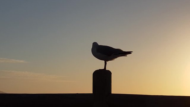 Sideview of a lone seagull silhouette standing on wooden fence in the wind during sunset. Bird feather being blown in wind.