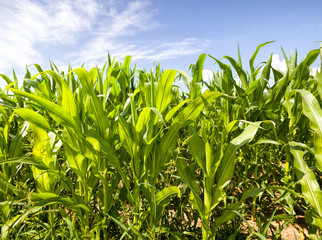 agricultural field with green corn