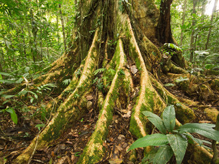 Kapok-Baum (Ceiba Pentandra)
