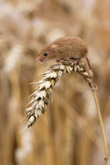Harvest Mouse ( Micromys minutus ) sitting on ear of Corn, Cornwall, UK
