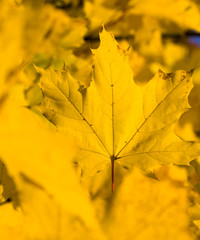 Autumn maple foliage