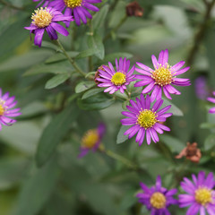 Aster ageratoides 'Ezo Murasaki' ou aster sauvage d'automne en forme de petite paquerette au...