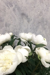 White beautiful spring peonies on a gray wall background.