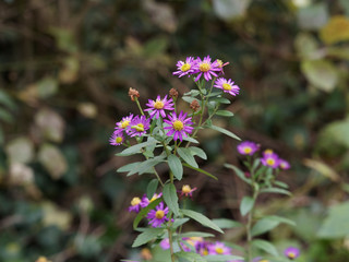 Aster ageratoides 'Ezo Murasaki' ou aster sauvage d'automne en forme de petite paquerette au pétales pourpre violet au coeur jaune or.