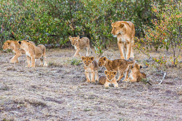 Lion with cubs in the masaai mara kenya