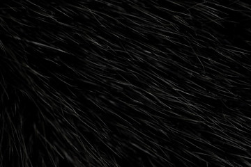 Black natural animal fur close up. dark wool