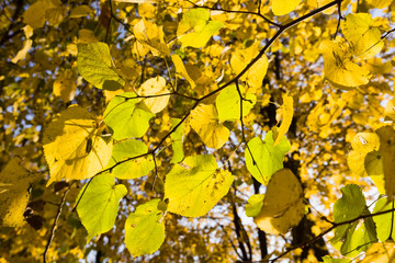 autumn natural colors