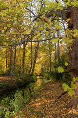 Ditch through a forest with overhanging branches and a small bridge