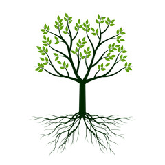 Obraz premium Green Tree with Leaves and Roots. Vector outline illustration on white background.