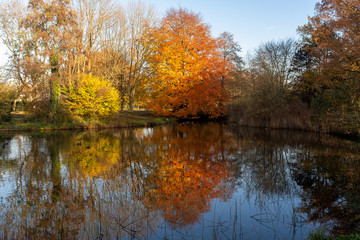 Trees in fall colors on the edge of a pond with reflections in the water