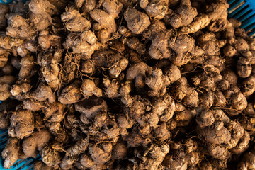 pile of black Ginger or Kaempferia parviflora Thai herb